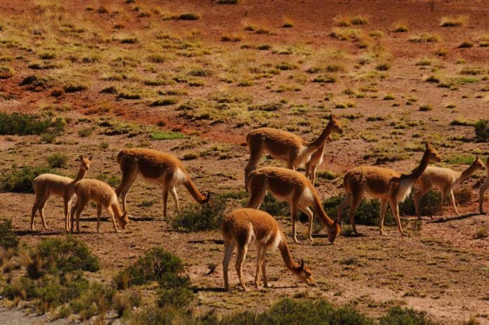 Arequipa Cañon de Cotahuasi 04 days / 03 nights