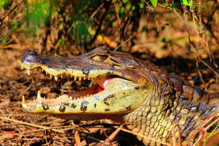 Giant Otters And Macaws 03 days / 02 nights
