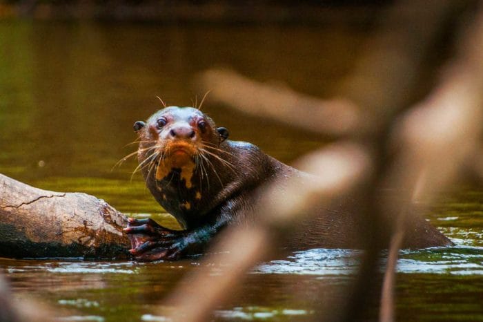 Giant Otters And Macaws 04 days / 03 nights